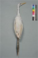 藏品(大白鷺)的圖片